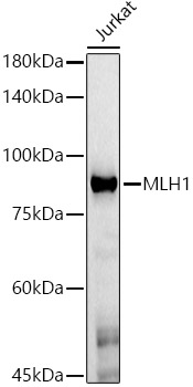[KO Validated] MLH1 Mouse monoclonal antibody
