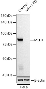 [KO Validated] MLH1 Mouse monoclonal antibody