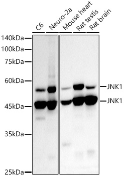 [KD Validated] JNK1 Rabbit monoclonal antibody