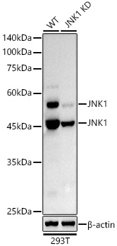 [KD Validated] JNK1 Rabbit monoclonal antibody