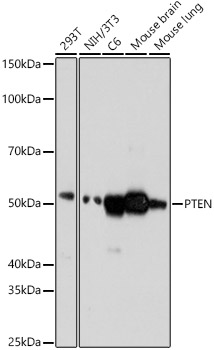 PTEN Rabbit monoclonal antibody