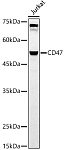 Western blot - CD47 Rabbit mAb (A21904)