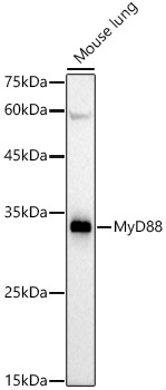 MyD88 Rabbit monoclonal antibody