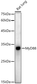 MyD88 Rabbit monoclonal antibody