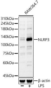 NLRP3 Rabbit polyclonal antibody