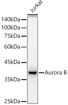 Western blot analysis of lysates from Jurkat cells, using [KD Validated] Aurora B Rabbit mAb (A21918) at 1:1000 dilution.<br/>Secondary antibody: HRP-conjugated Goat anti-Rabbit IgG (H+L) (AS014) at 1:10000 dilution.<br/>Lysates/proteins: 25μg per lane.<br/>Blocking buffer: 3% nonfat dry milk in TBST.<br/>Detection: ECL Basic Kit (RM00020).<br/>Exposure time: 30s.