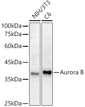 [KD Validated] Aurora B Rabbit monoclonal antibody