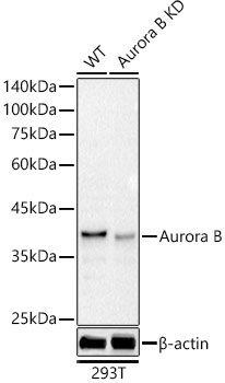 [KD Validated] Aurora B Rabbit monoclonal antibody