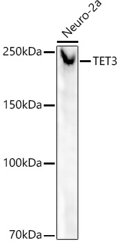 TET3 Rabbit monoclonal antibody