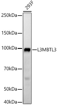 L3MBTL3 Rabbit monoclonal antibody