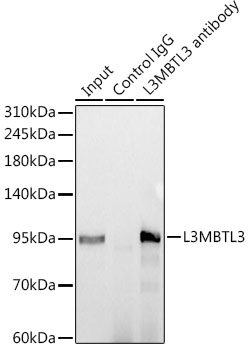 L3MBTL3 Rabbit monoclonal antibody