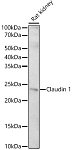 Western blot - Claudin 1 Rabbit pAb (A21949)