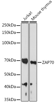 ZAP70 Rabbit pAb