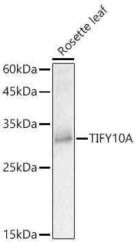 TIFY10A Rabbit polyclonal antibody