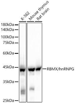 RBMX/hnRNP G Rabbit monoclonal antibody