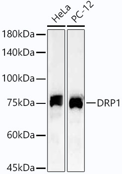 DRP1 Rabbit monoclonal antibody