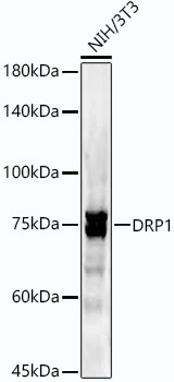 DRP1 Rabbit monoclonal antibody