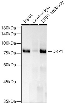 DRP1 Rabbit monoclonal antibody