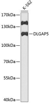 DLGAP5 Rabbit polyclonal antibody