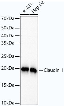 [KO Validated] Claudin 1 Rabbit monoclonal antibody
