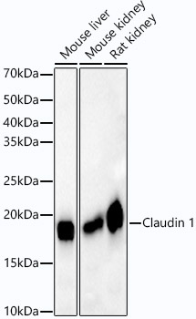 [KO Validated] Claudin 1 Rabbit monoclonal antibody