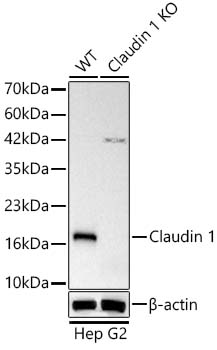 [KO Validated] Claudin 1 Rabbit monoclonal antibody