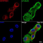 Immunofluorescence - Alpha-1 Antitrypsin (SERPINA1) Rabbit mAb (A21972)