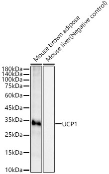 UCP1 Rabbit monoclonal antibody