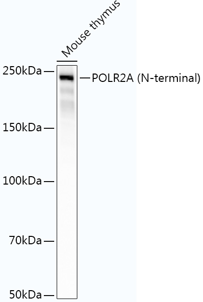 POLR2A (N-terminal) Rabbit monoclonal antibody