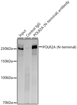 POLR2A (N-terminal) Rabbit monoclonal antibody