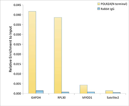 POLR2A (N-terminal) Rabbit monoclonal antibody