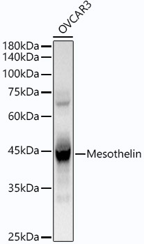 Mesothelin Rabbit monoclonal antibody