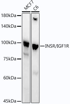 INSR/IGF1R Rabbit monoclonal antibody