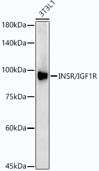 INSR/IGF1R Rabbit monoclonal antibody