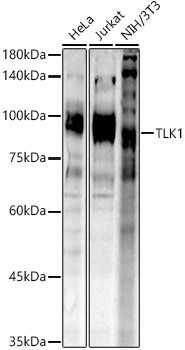 TLK1 Rabbit pAb