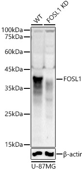 [KD Validated] FOSL1 Rabbit polyclonal antibody