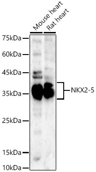 NKX2-5 Rabbit pAb