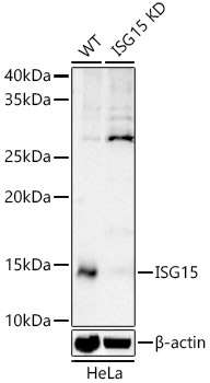 [KD Validated] ISG15 Rabbit polyclonal antibody