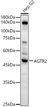 AGTR2 Rabbit pAb