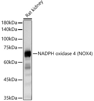 NADPH oxidase 4 (NOX4) Rabbit polyclonal antibody