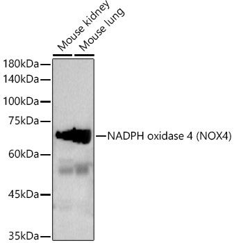 NADPH oxidase 4 (NOX4) Rabbit polyclonal antibody