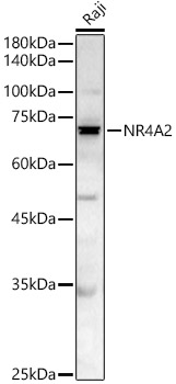 NR4A2 Rabbit pAb