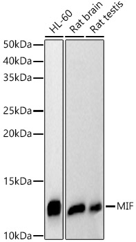 [KD Validated] MIF Rabbit polyclonal antibody