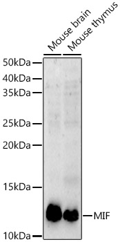 [KD Validated] MIF Rabbit polyclonal antibody