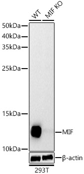 [KD Validated] MIF Rabbit polyclonal antibody