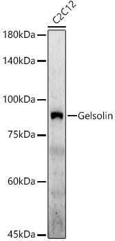 [KD Validated] Gelsolin Rabbit polyclonal antibody