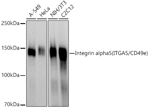 Integrin alpha 5 (ITGA5/CD49e) Rabbit pAb