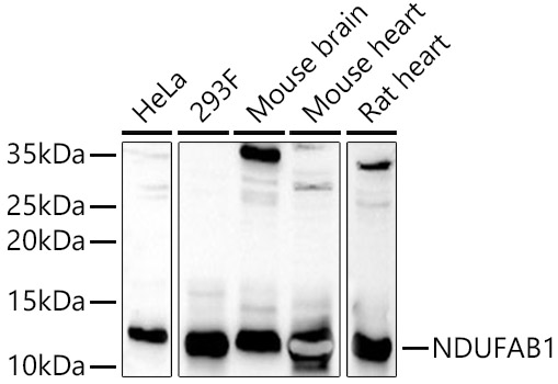 NDUFAB1 Rabbit pAb