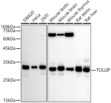 TOLLIP Rabbit polyclonal antibody