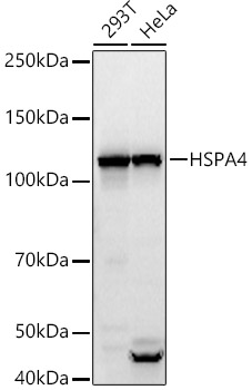 HSPA4 Rabbit polyclonal antibody